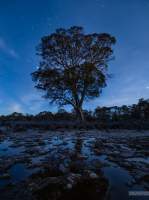 The Miena cider gum is a threatened eucalyptus species only found in the highlands of Tasmania's central region. It is found in frost susceptible open woodland.
